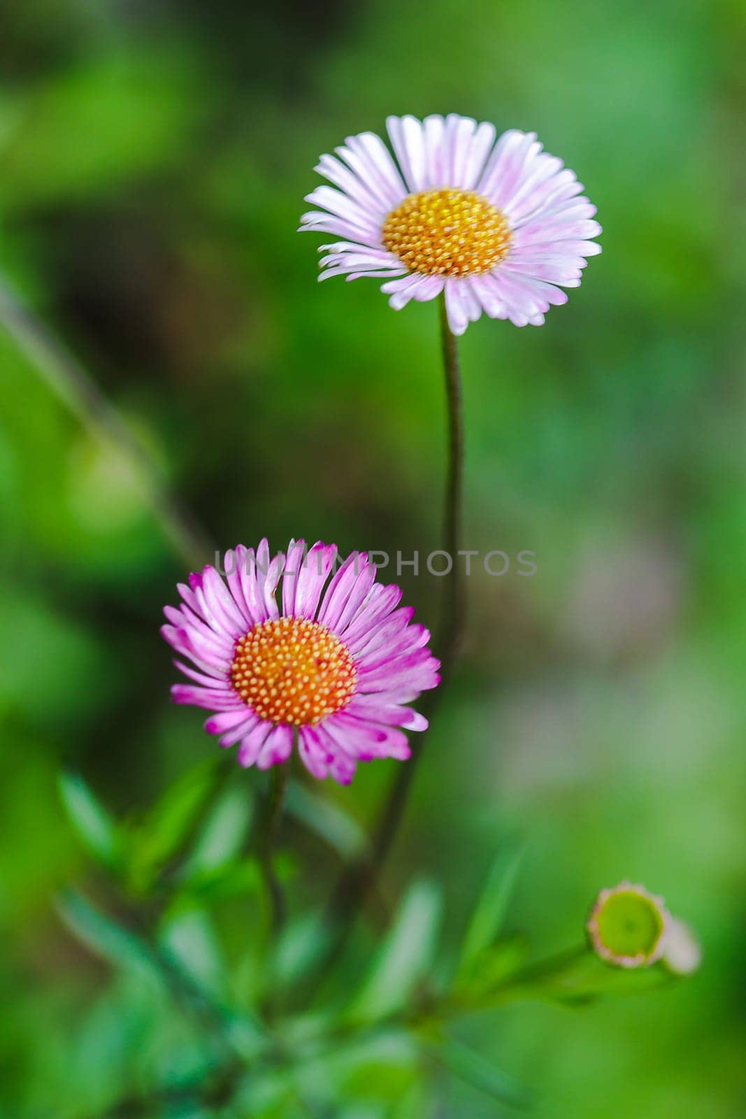 White and pink flowers On the ground is blooming beautifully