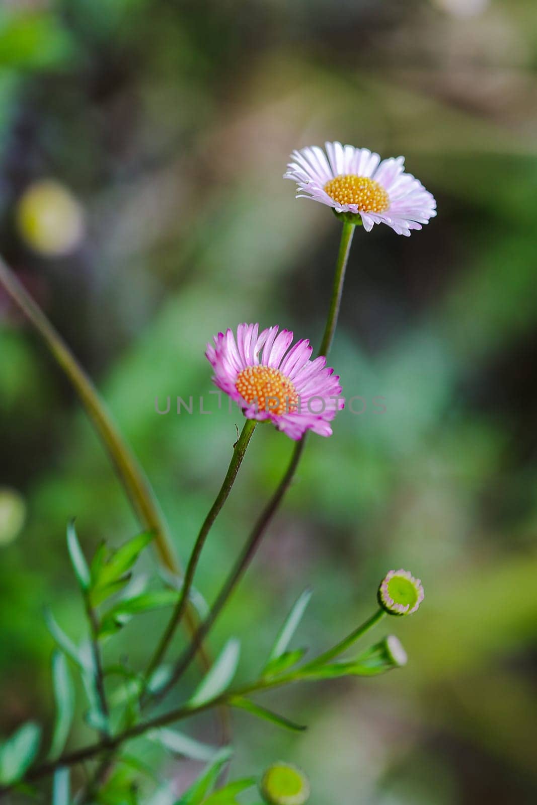 White and pink flowers On the ground is blooming beautifully