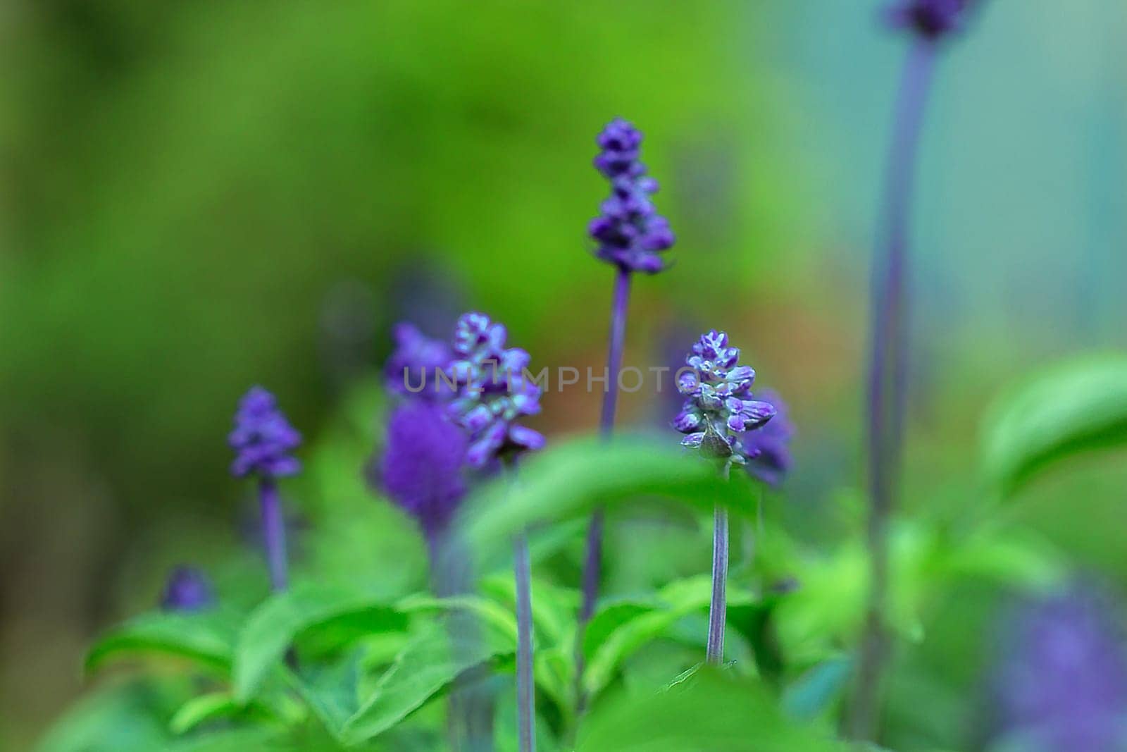Blue Salvia flower in the garden by Puripatt