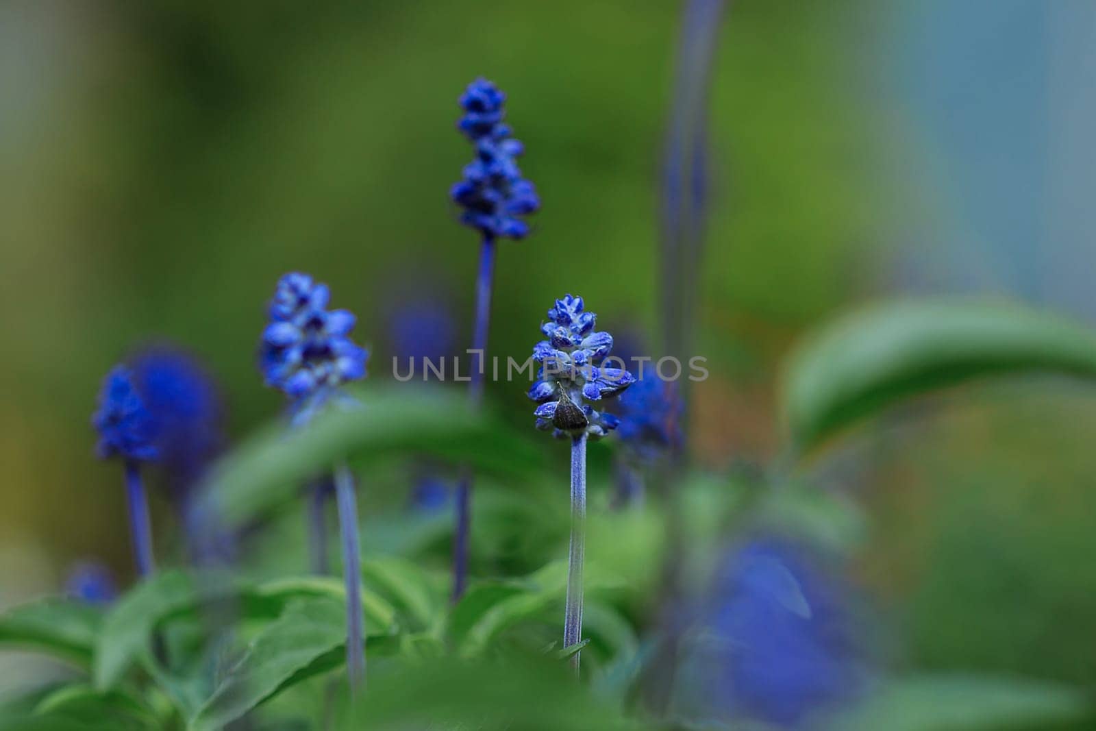 Blue Salvia flower in the garden by Puripatt