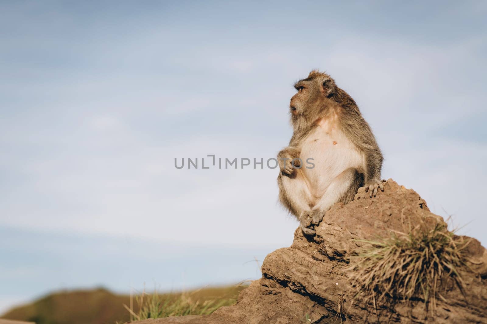 Close up shot of sitting monkey on stone savanna with blue sky background. Furry monkey watching around