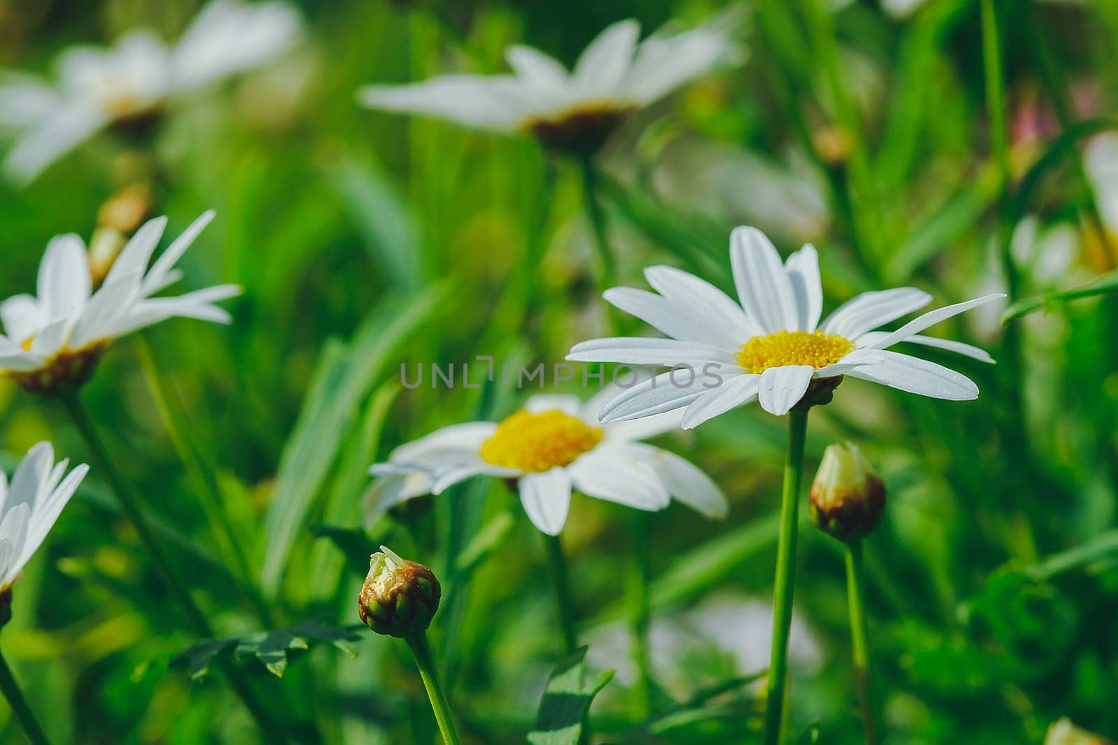 White daisy flower in the garden is blooming by Puripatt