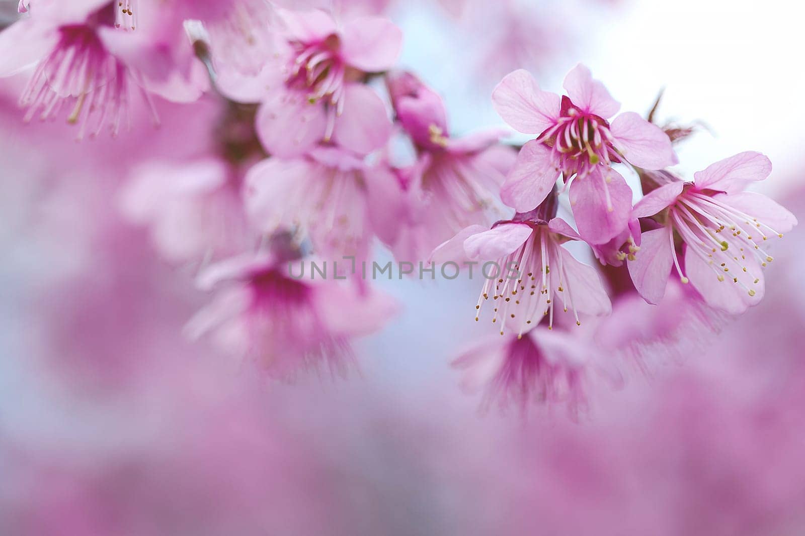 Prunus cerasoides are beautiful pink in nature. In the north of Thailand Flowering during January - February