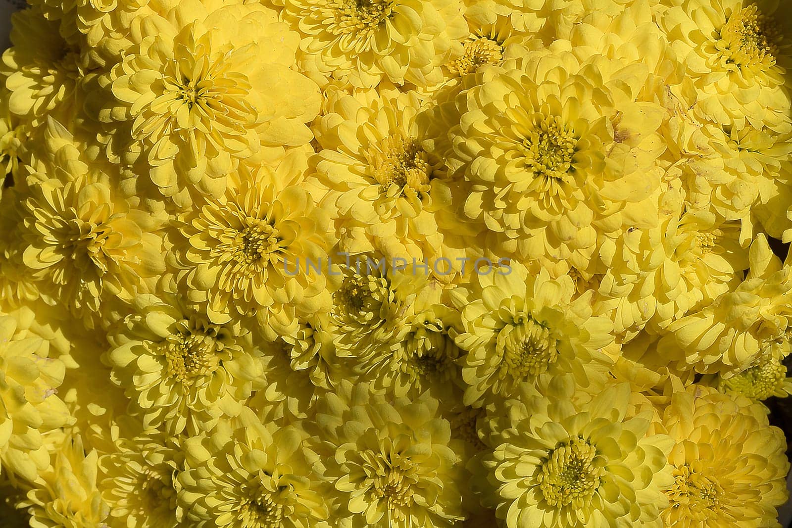 Chrysanthemum, yellow, is another cut flower that is popularly planted and used. by Puripatt