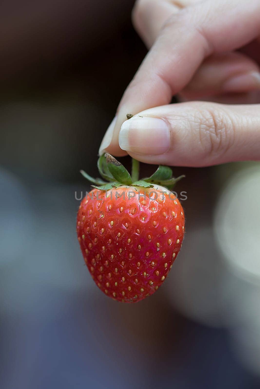 Fingers woman holding a strawberry red berries to eat. by Puripatt