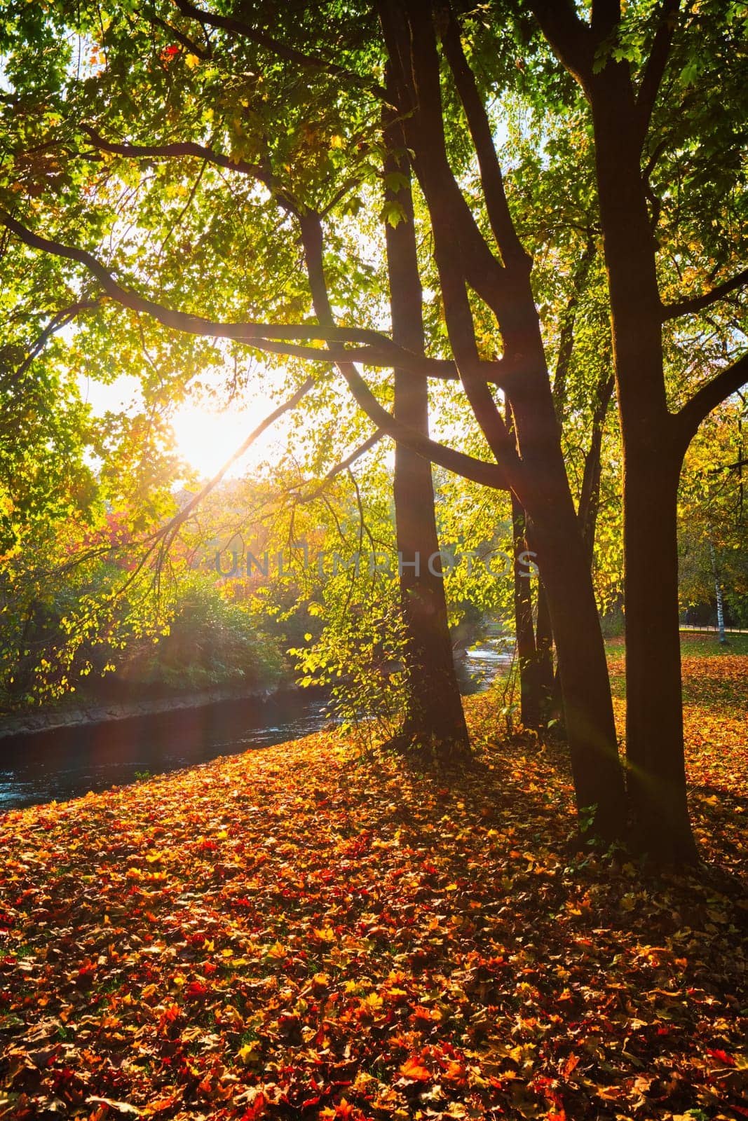 Golden autumn fall October in famous Munich relax place - Englishgarten. English garden with fallen leaves and golden sunlight. Munchen, Bavaria, Germany