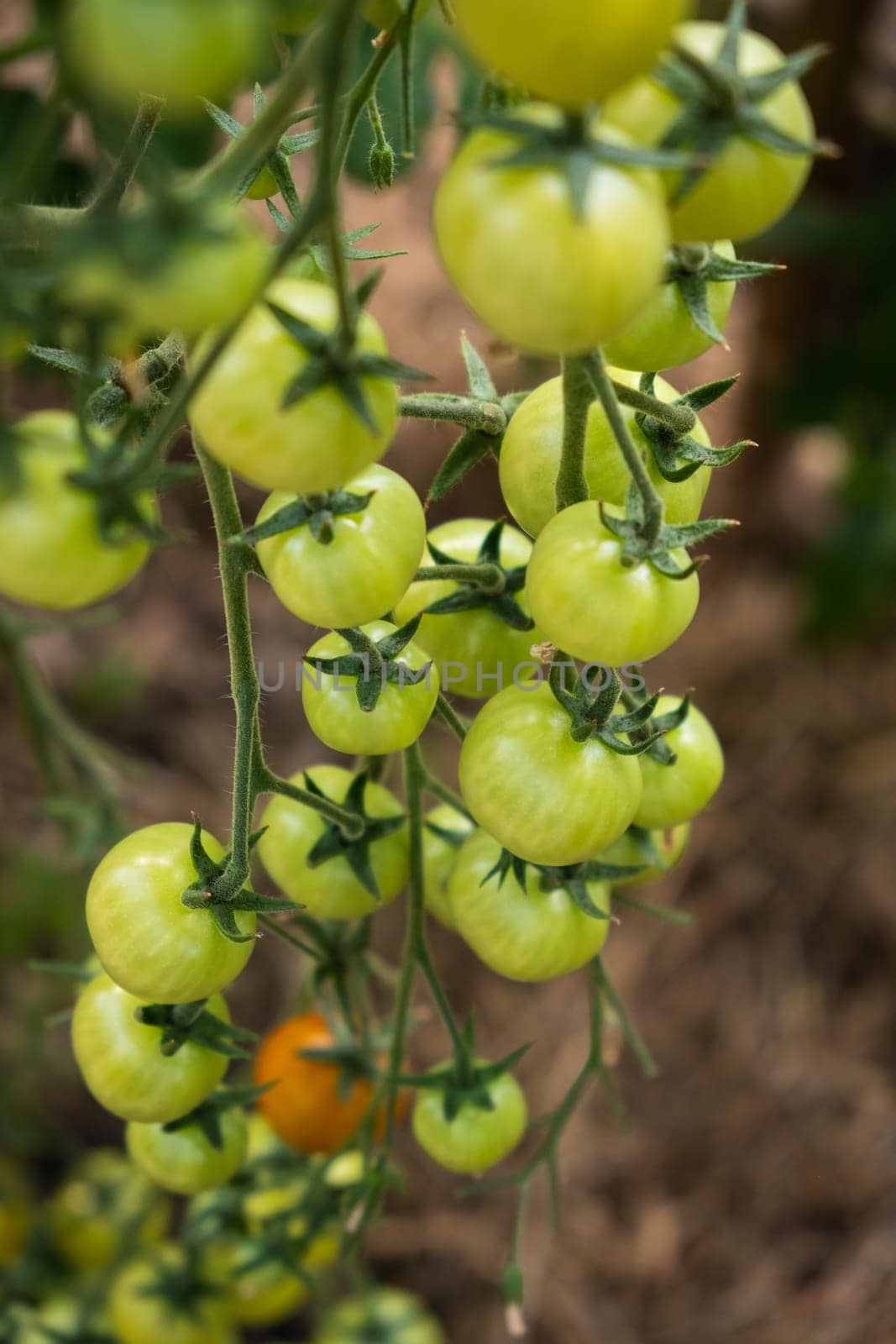 A lot of green tomatoes on a bush in a greenhouse by AnatoliiFoto