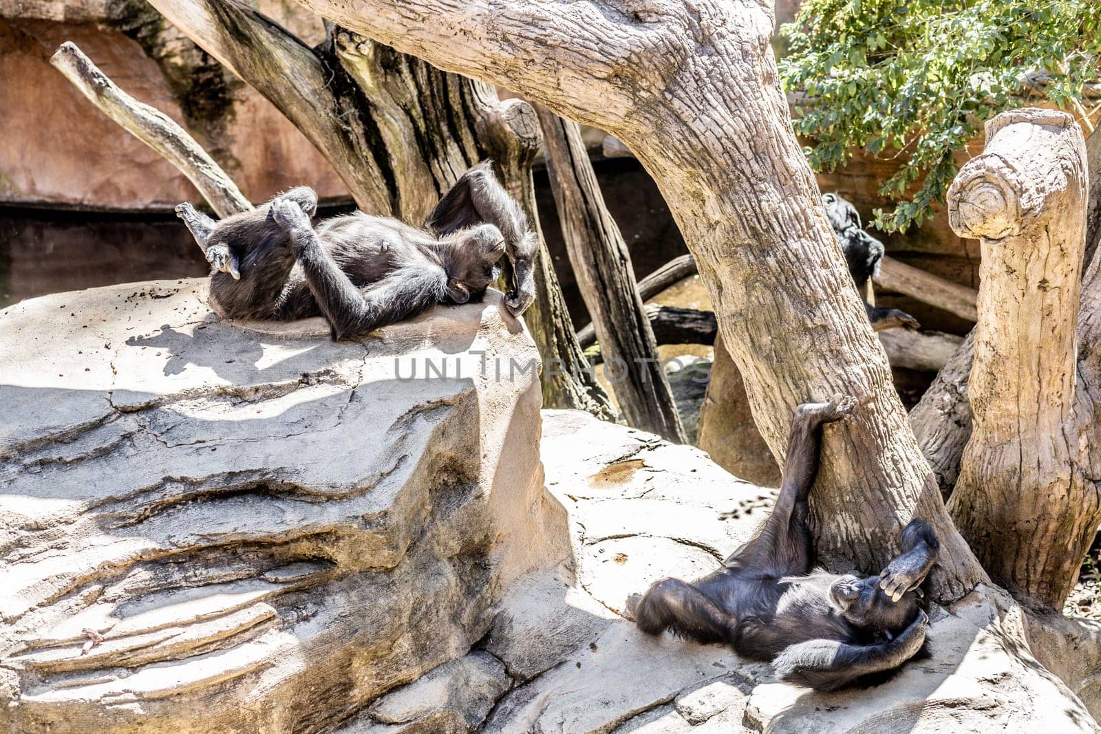 Siesta time. Chimpanzee lying on the rocks, relaxing and sunbathing in humal like pose, ignoring zoo visitors, not giving a fuck by kasto