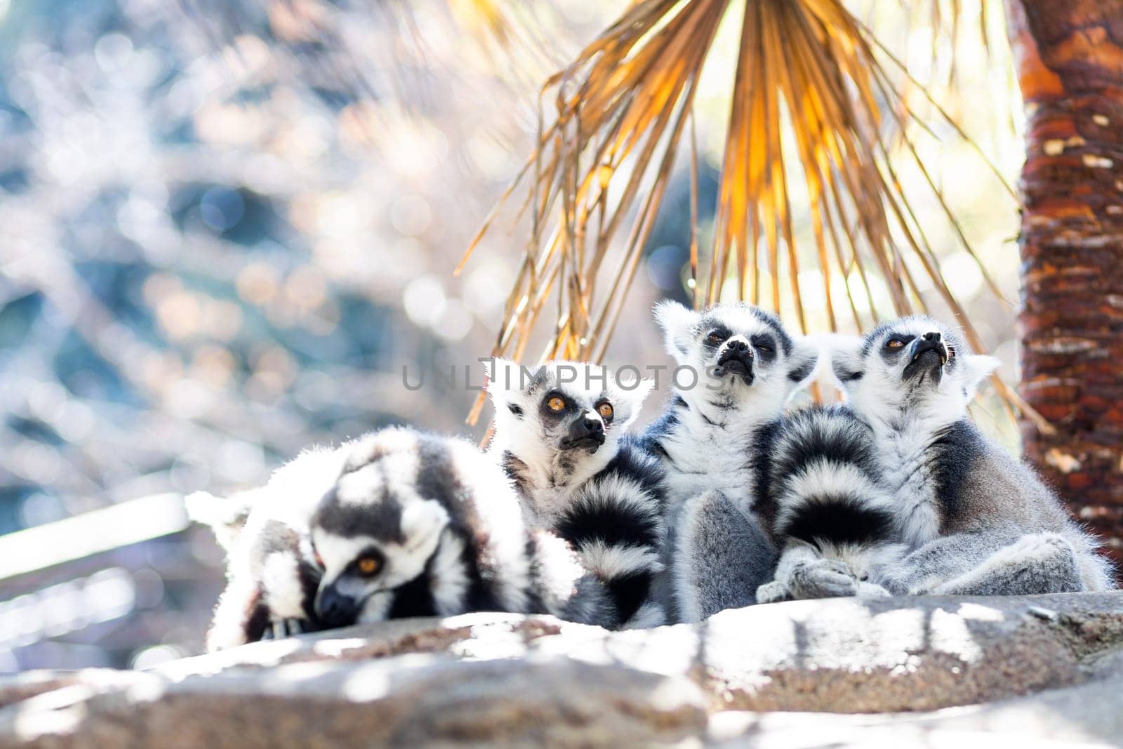 Family of cute little Ring-tailed lemur sitting in the shade on a hot summer day on Madagascar.