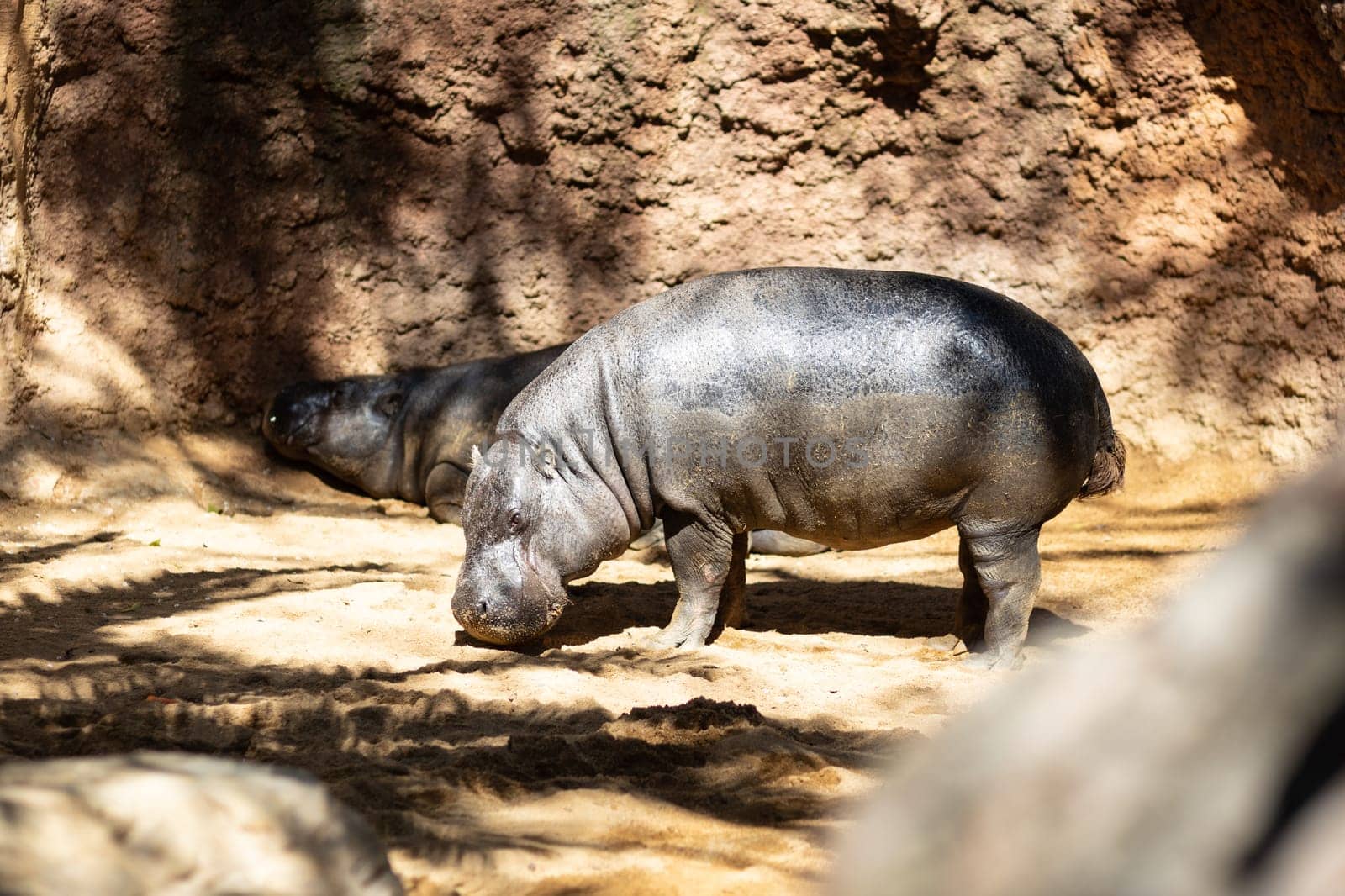 The common hippopotamus, Hippopotamus amphibius, or hippo, is a large, mostly herbivorous, semiaquatic mammal native to sub-Saharan Africa