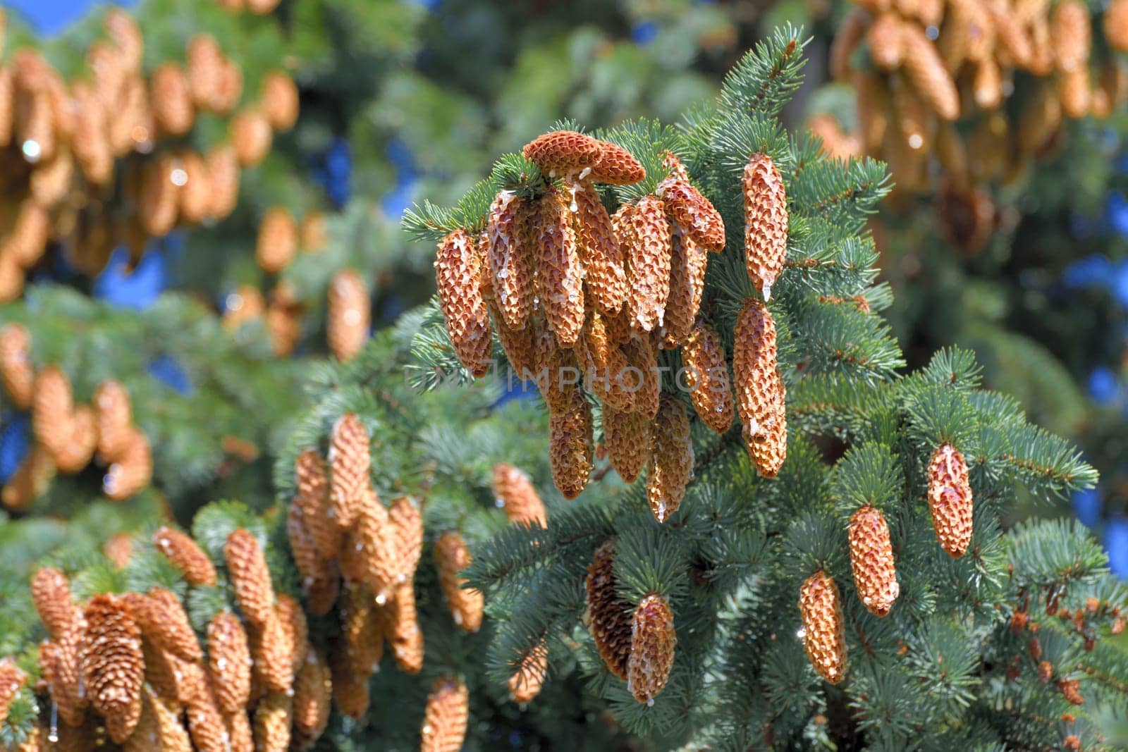 Spruce branches with lots of cones