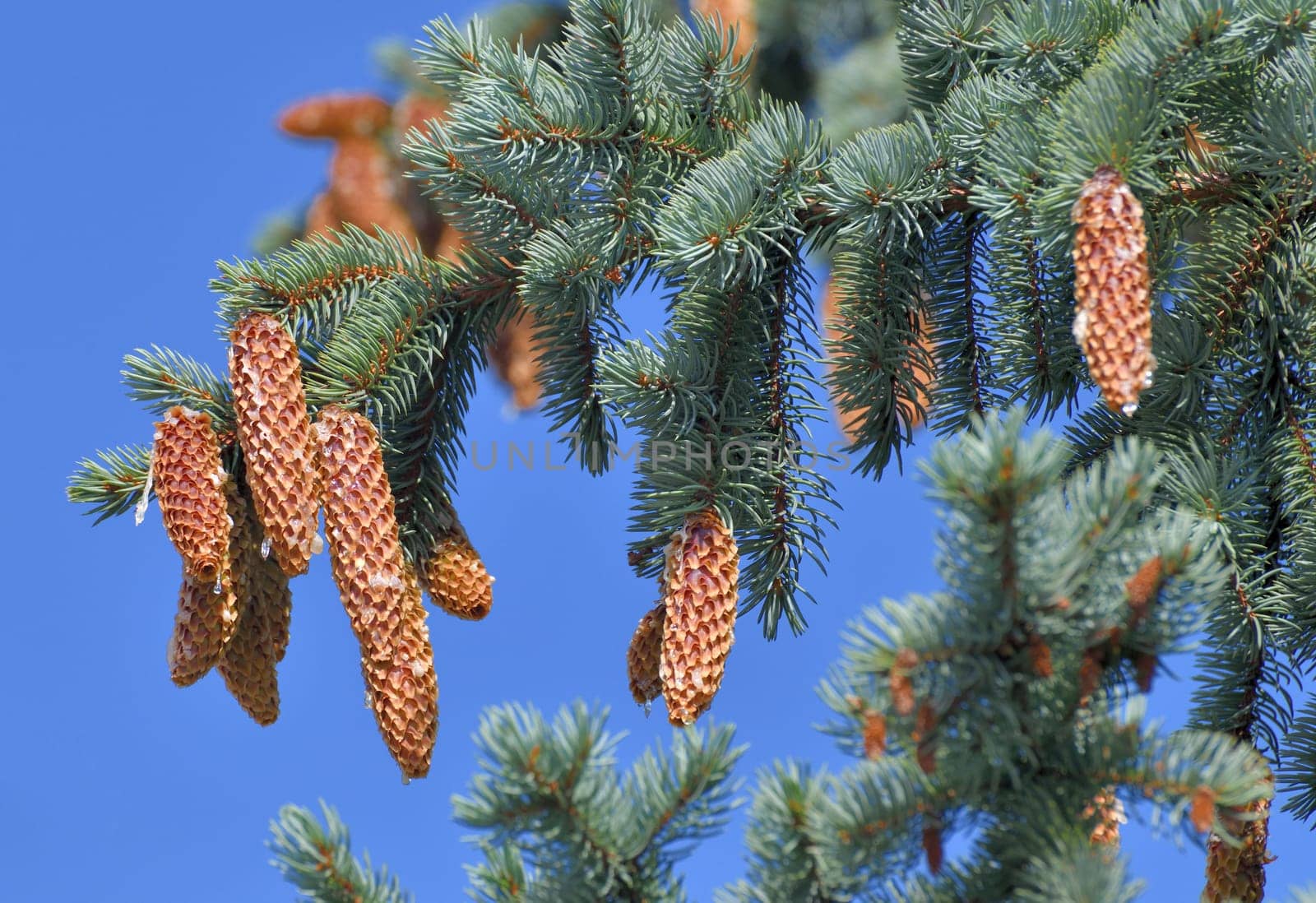 Spruce branches with lots of cones