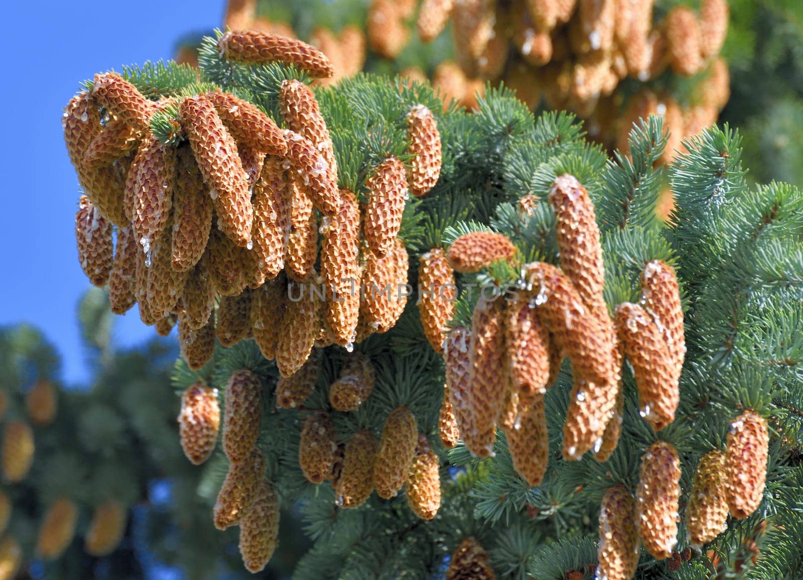 The Spruce branches with lots of cones by olgavolodina