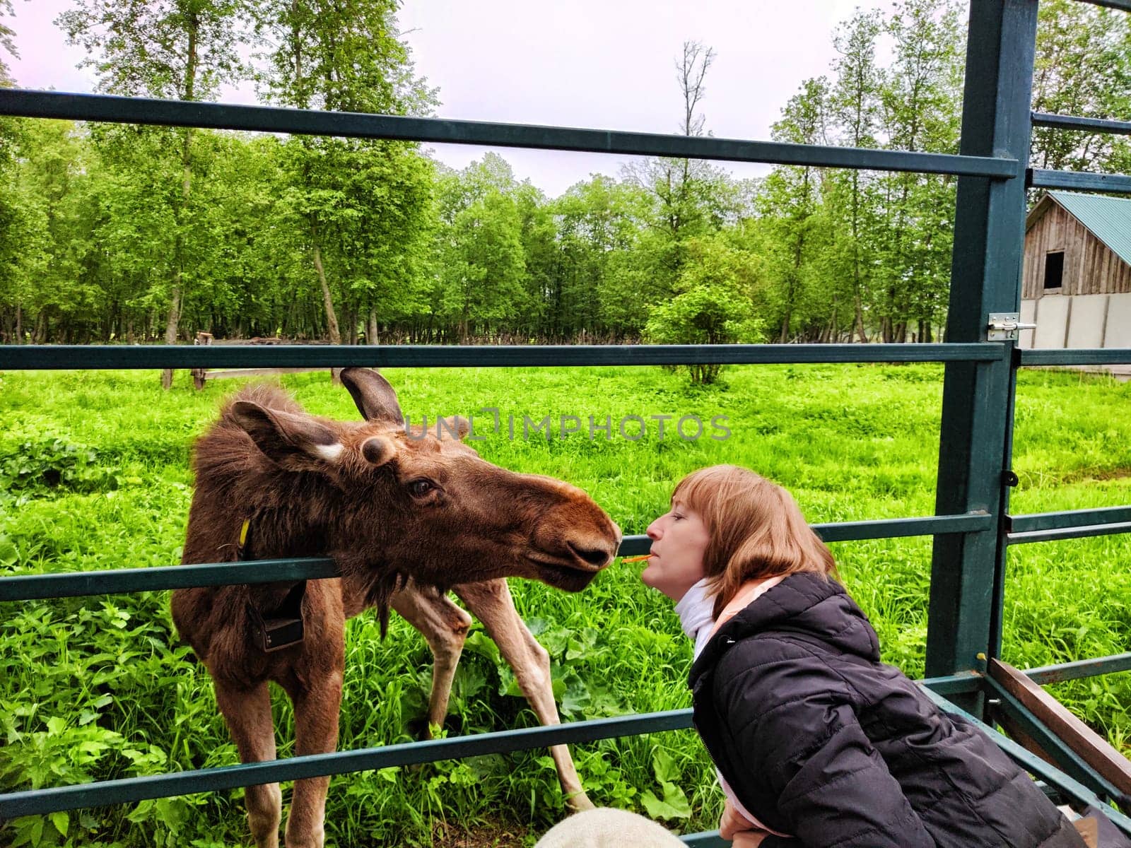 Tourist Girl with funny A moose at special moose farm in Kostroma region in forest in Russia. Yound elk in zoo with visitor adult woman