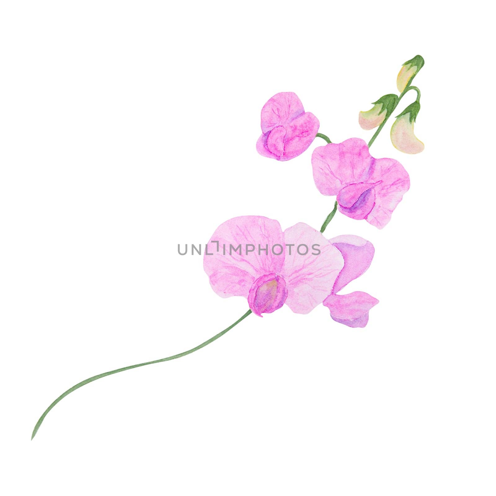 Pink Lathyrus watercolor illustration. Hand drawn botanical painting, floral sketch. Colorful flower clipart for summer or autumn design of wedding invitation, prints, greetings, sublimation, textile by florainlove_art