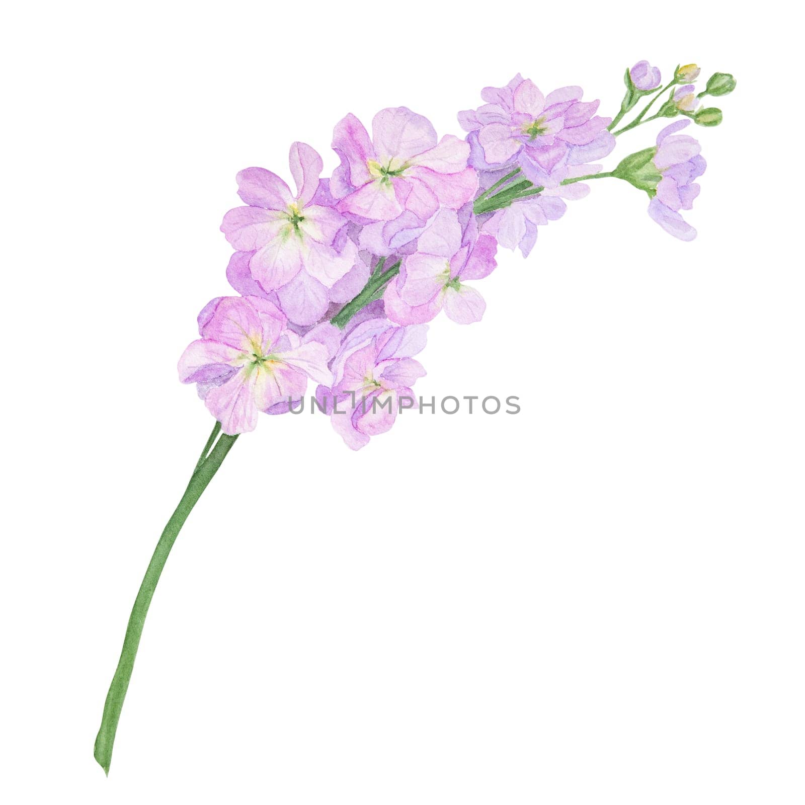 Garden lilac stock, violet gillyflower watercolor illustration. Hand drawn botanical painting, floral sketch. Colorful sweet pea flower clipart for summer or autumn design of wedding invitation, prints, greetings, sublimation, textile