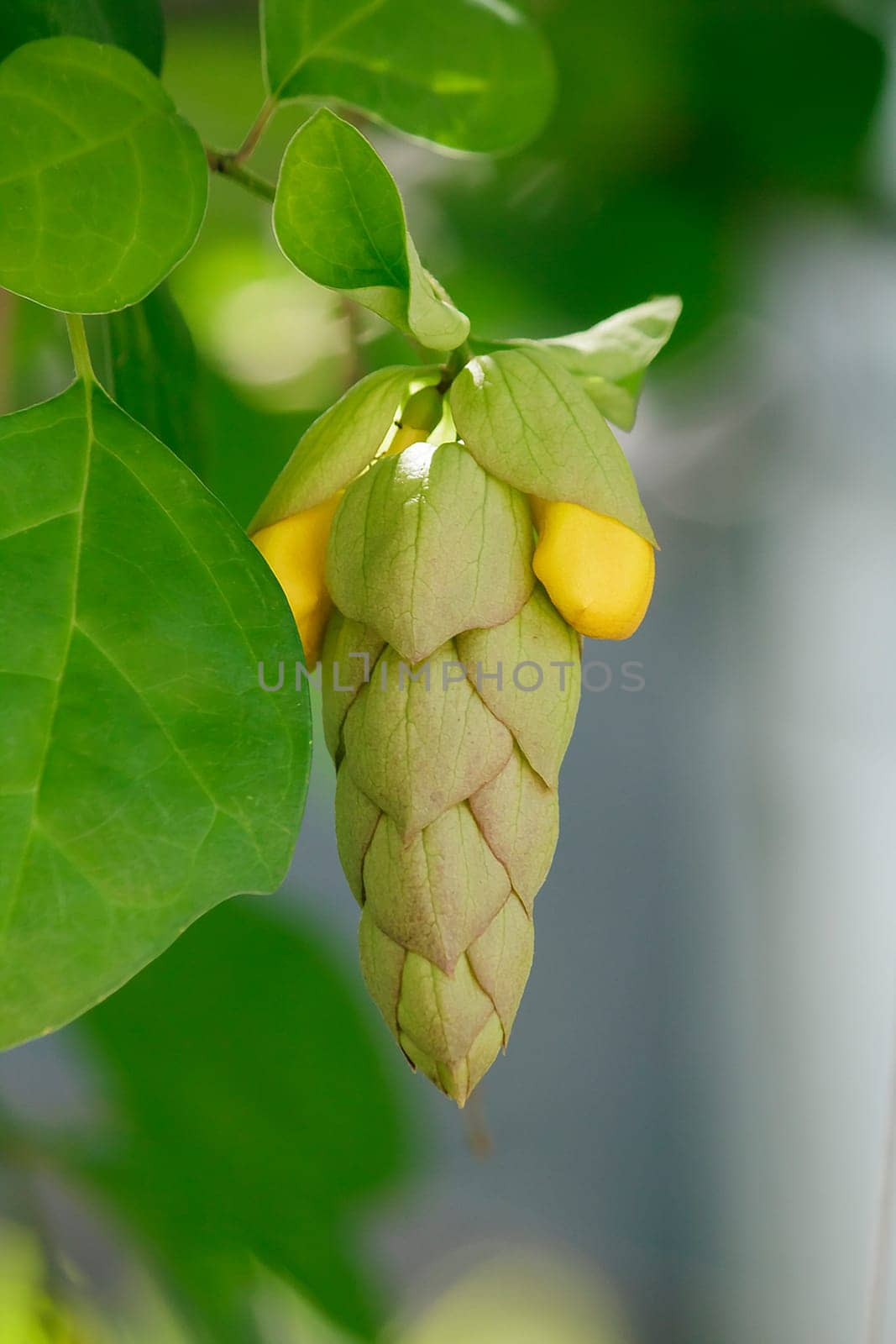 Gmelina philippensis is a shrubbery.Parrots Beak Shrub Ching-chai will grow happily and flower in a pot or in-ground.