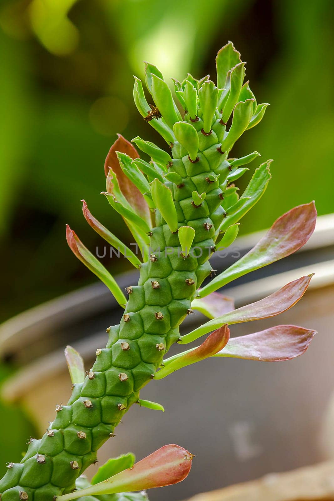 Rat tail Cactus is an auspicious beautiful tree A cactus plant