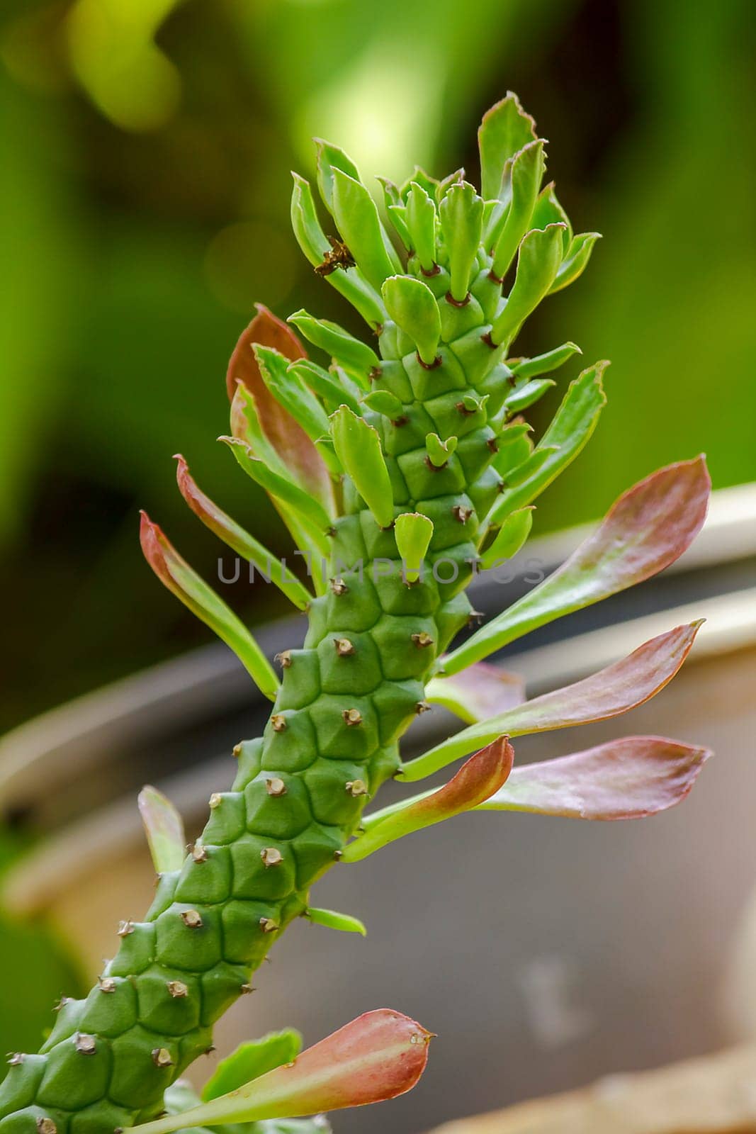 Rat tail Cactus is an auspicious beautiful tree A cactus plant