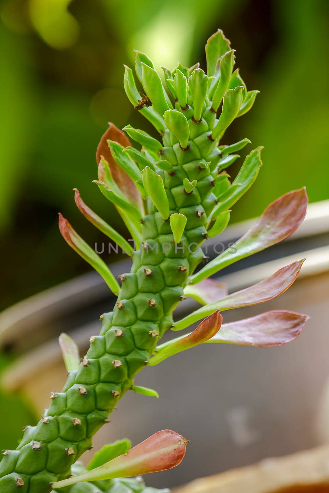 Rat tail Cactus is an auspicious beautiful tree A cactus plant