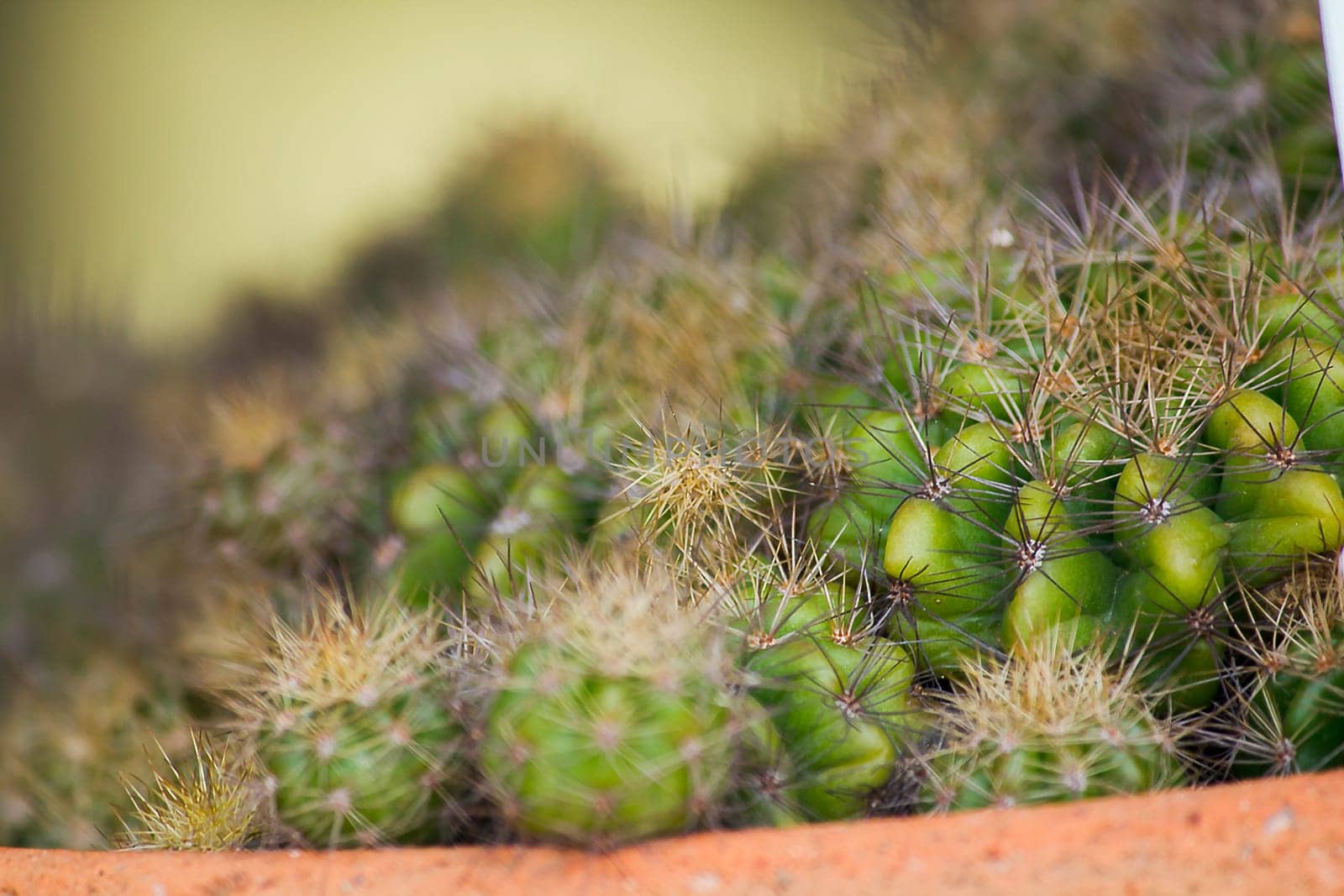 Cactus in pots for decoration