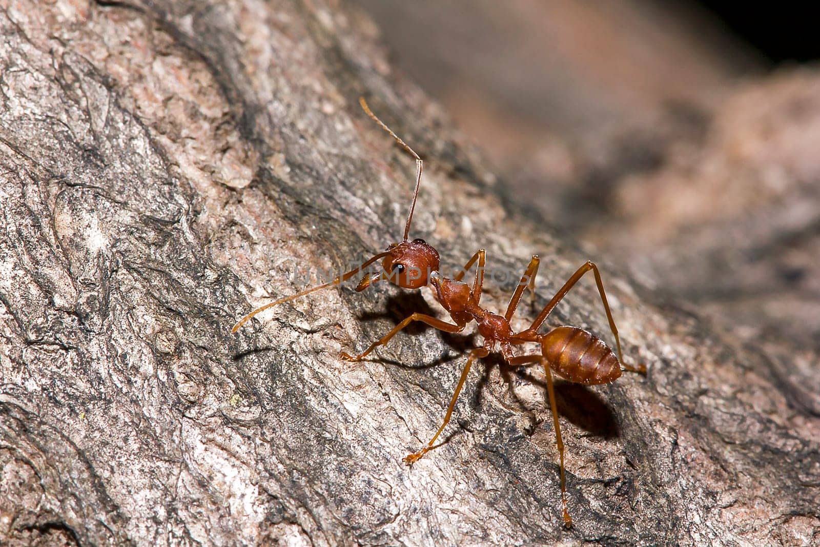 Red ants on the tree by Puripatt