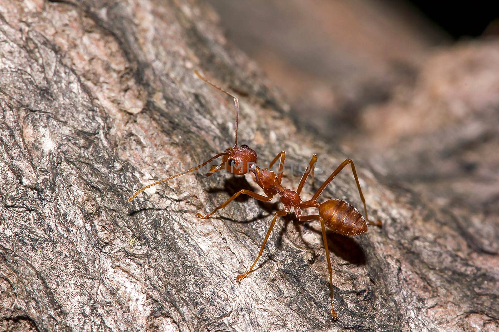 Red ants on the tree, the name of the species Oecophylla smaragdina in the family Formicidae