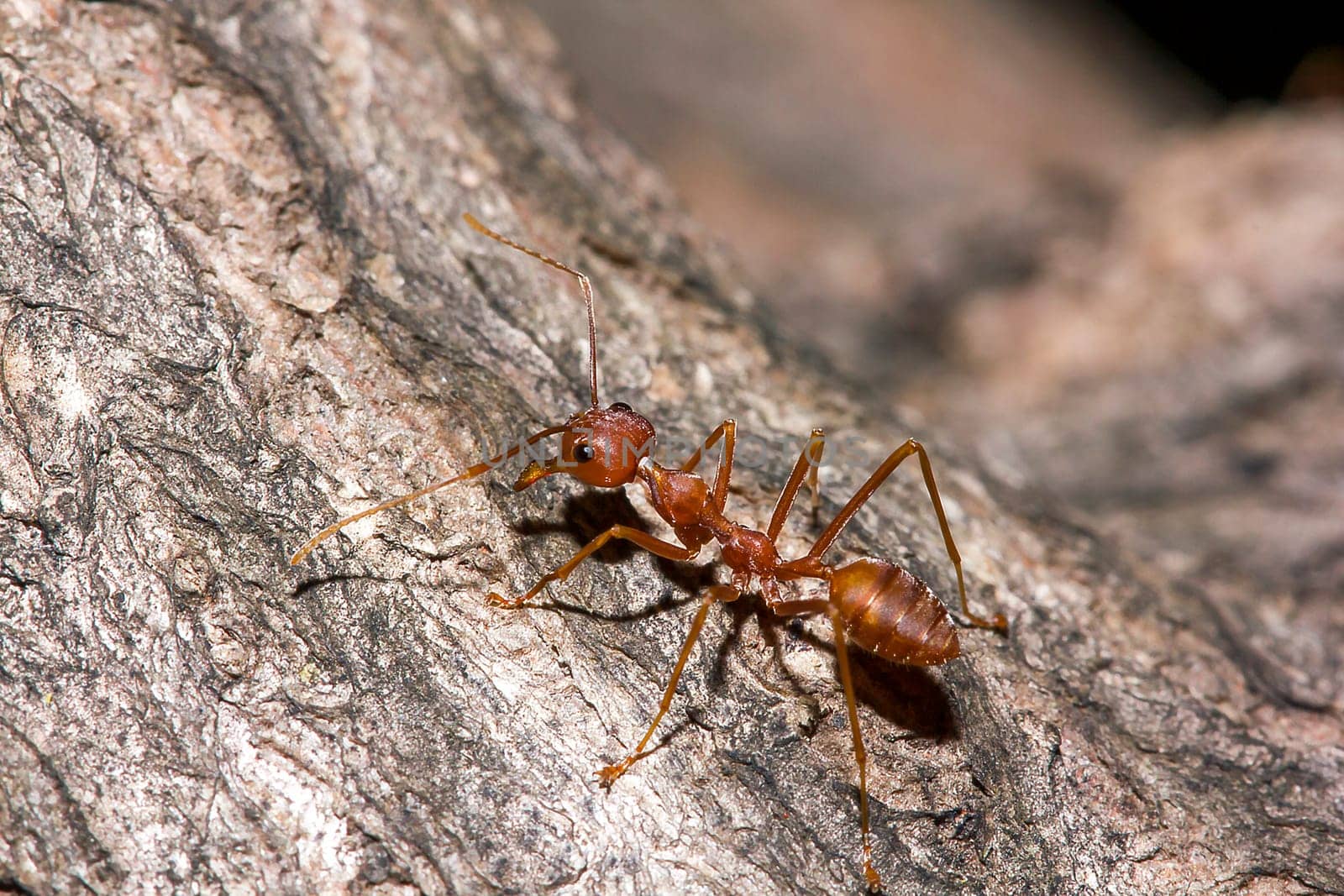 Red ants on the tree, the name of the species Oecophylla smaragdina in the family Formicidae