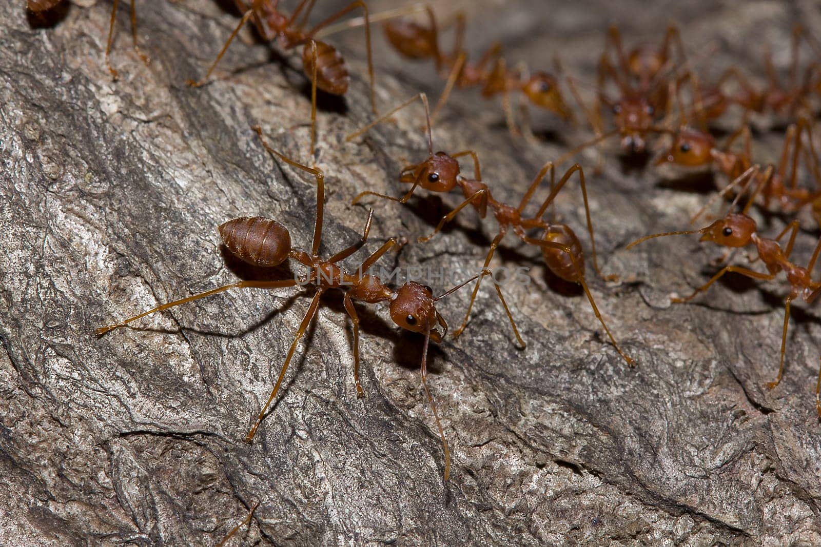 Red ants on the tree, the name of the species Oecophylla smaragdina in the family Formicidae