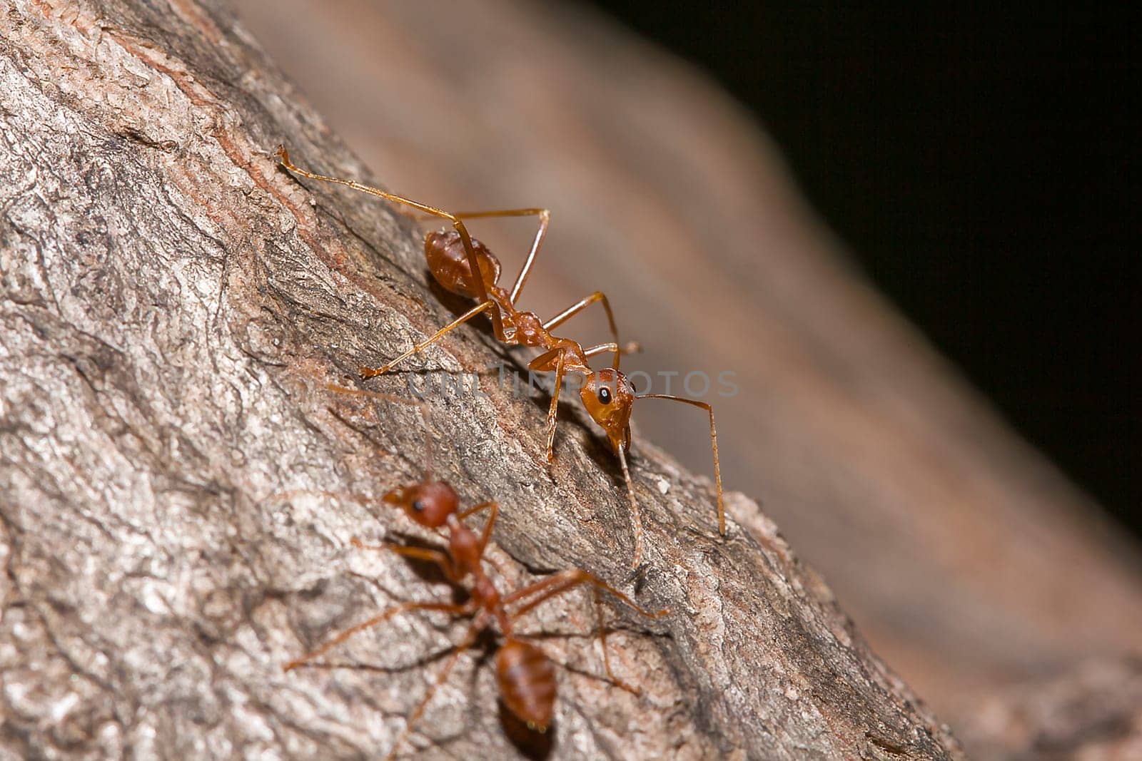 Red ants on the tree, the name of the species Oecophylla smaragdina in the family Formicidae