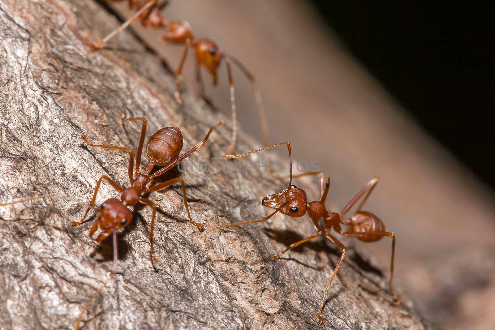 Red ants on the tree, the name of the species Oecophylla smaragdina in the family Formicidae