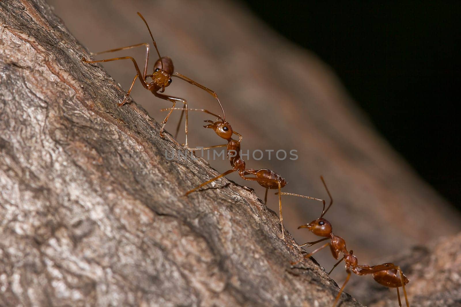 Red ants on the tree, the name of the species Oecophylla smaragdina in the family Formicidae