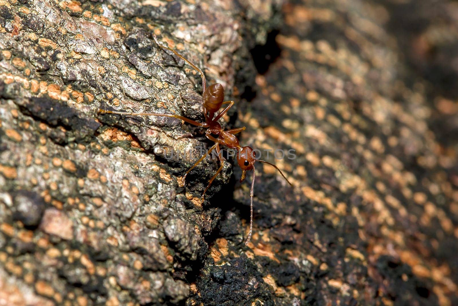 Red ants on the tree by Puripatt