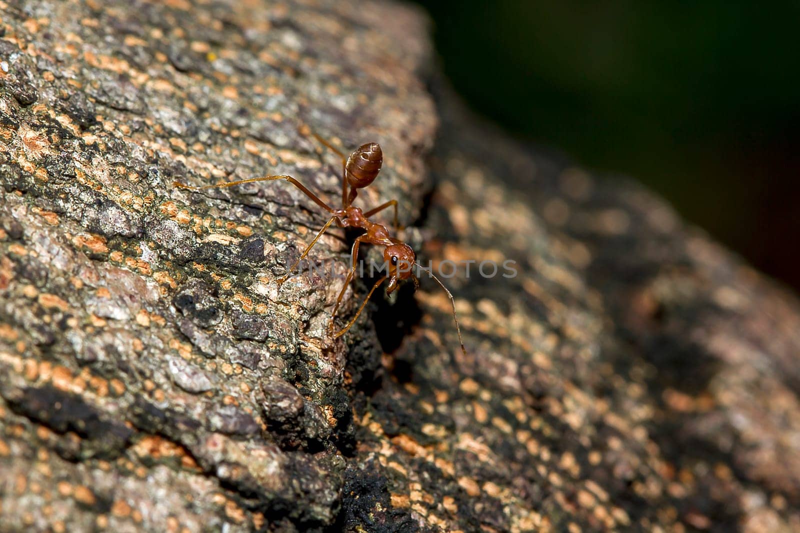 Red ants on the tree, the name of the species Oecophylla smaragdina in the family Formicidae