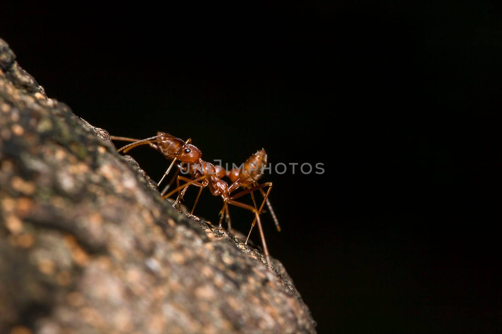 Red ants on the tree, the name of the species Oecophylla smaragdina in the family Formicidae