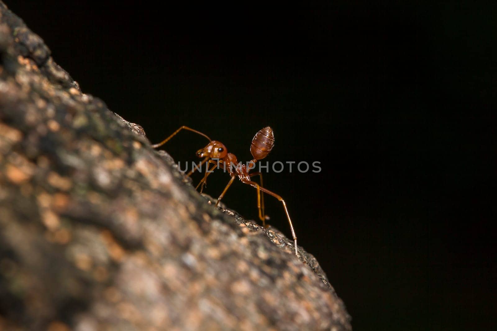 Red ants on the tree, the name of the species Oecophylla smaragdina in the family Formicidae