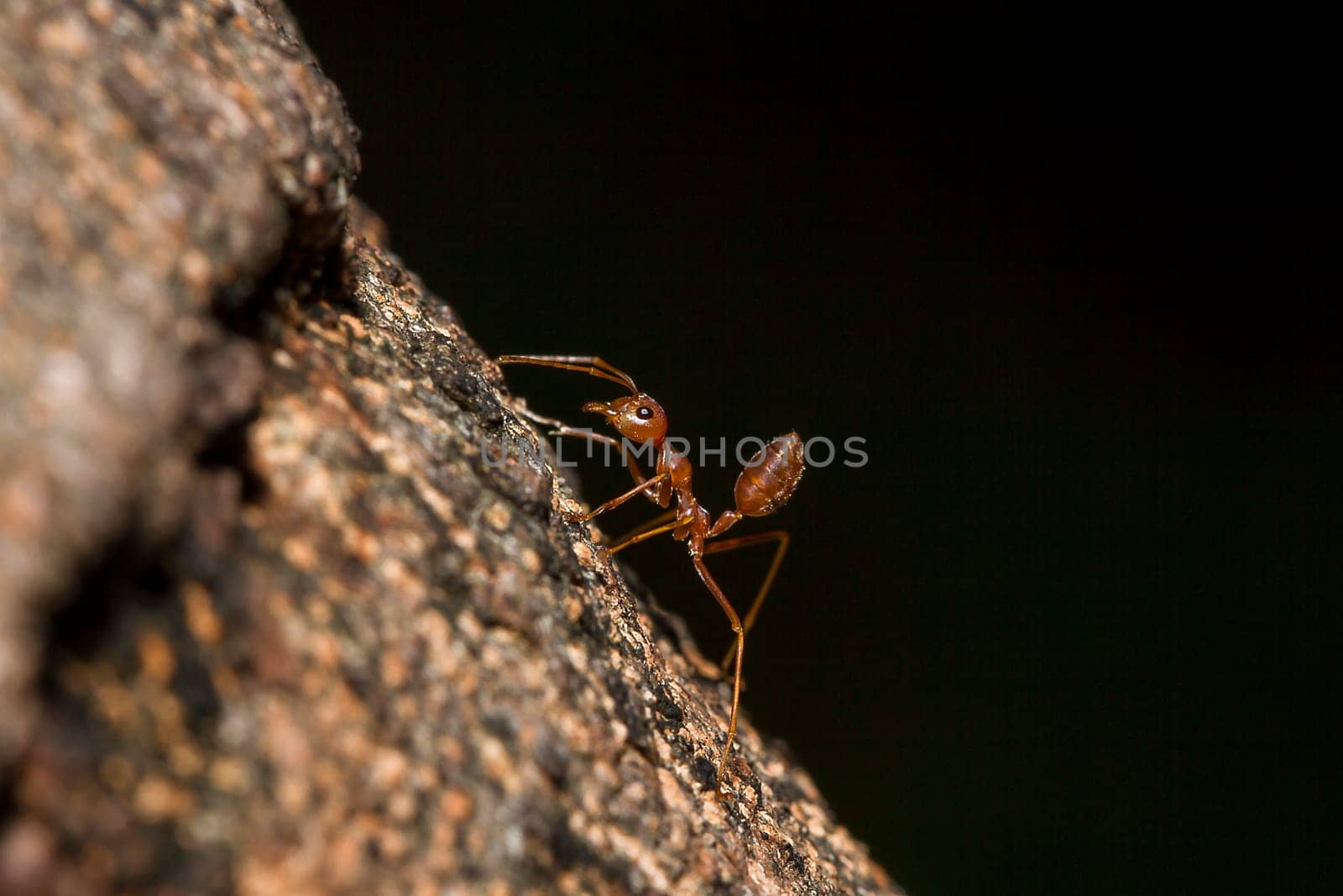 Red ants on the tree, the name of the species Oecophylla smaragdina in the family Formicidae