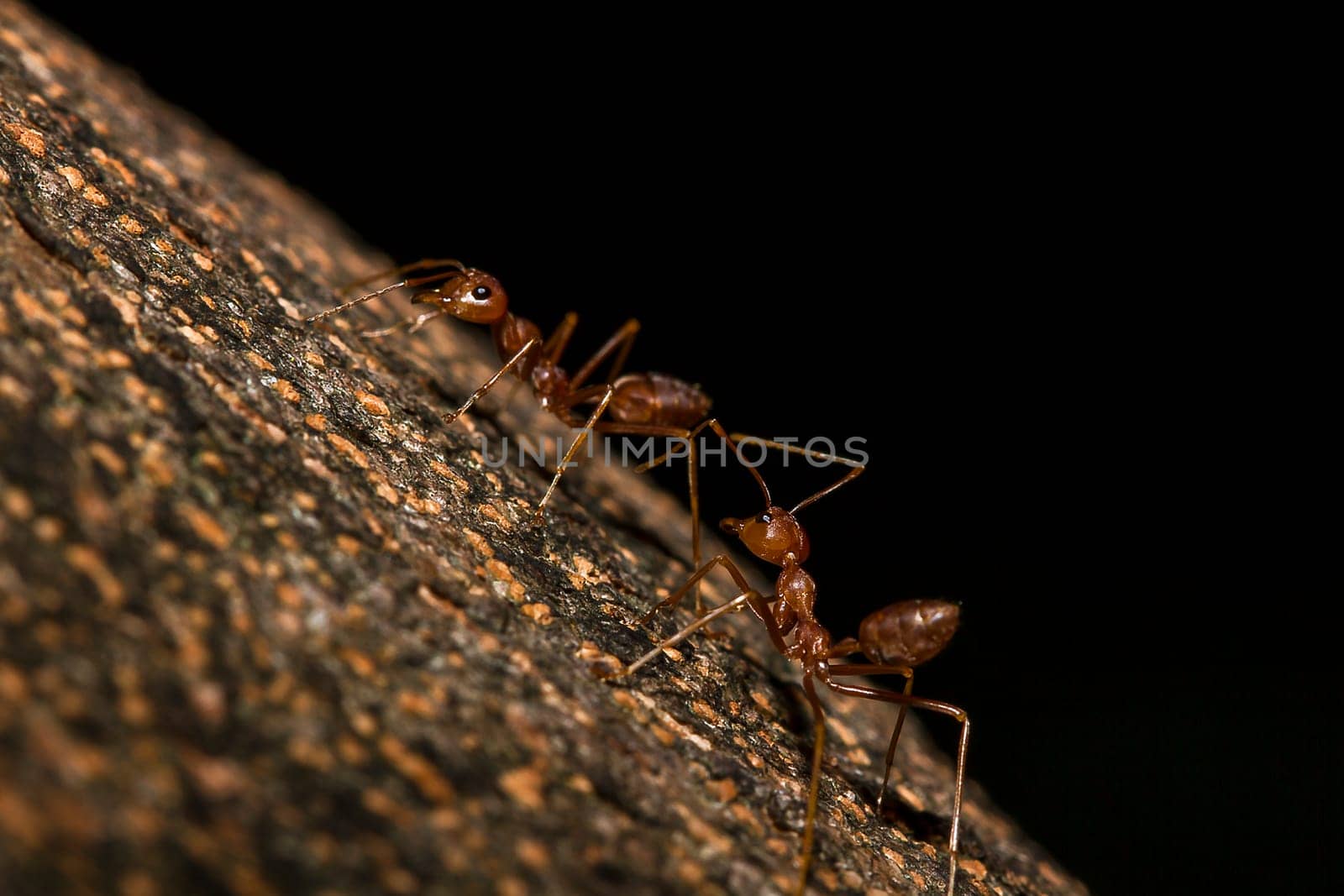 Red ants on the tree, the name of the species Oecophylla smaragdina in the family Formicidae