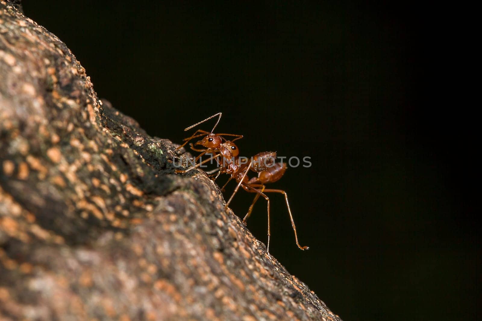 Red ants on the tree, the name of the species Oecophylla smaragdina in the family Formicidae