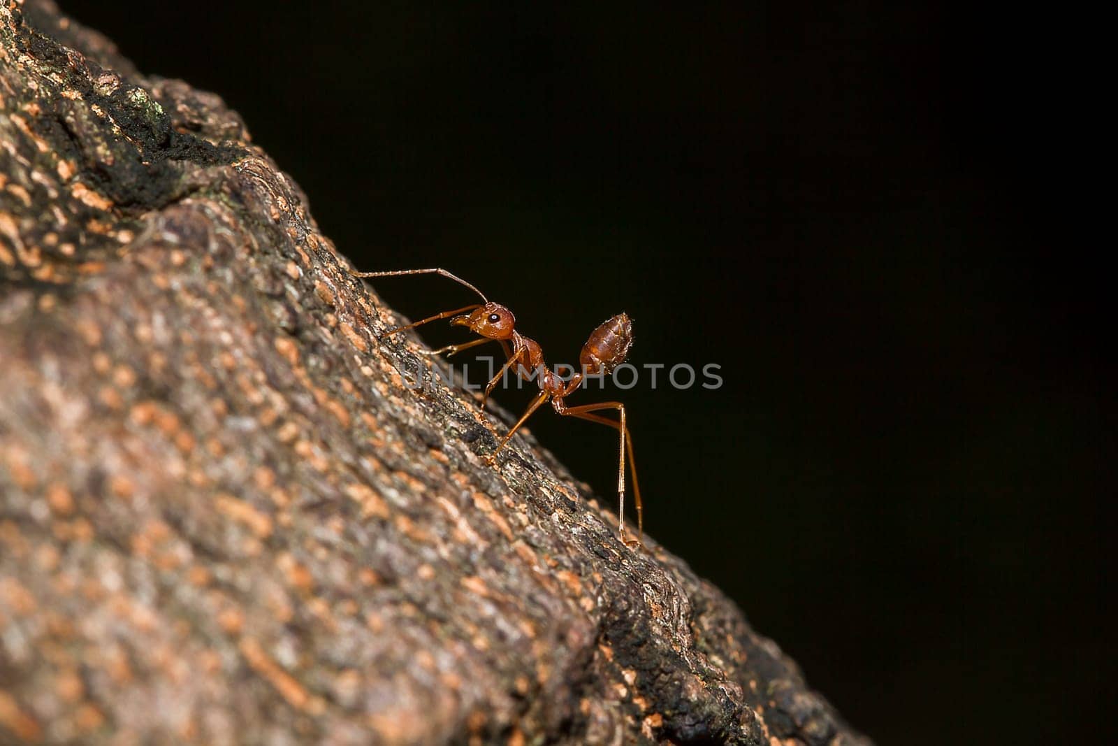 Red ants on the tree by Puripatt