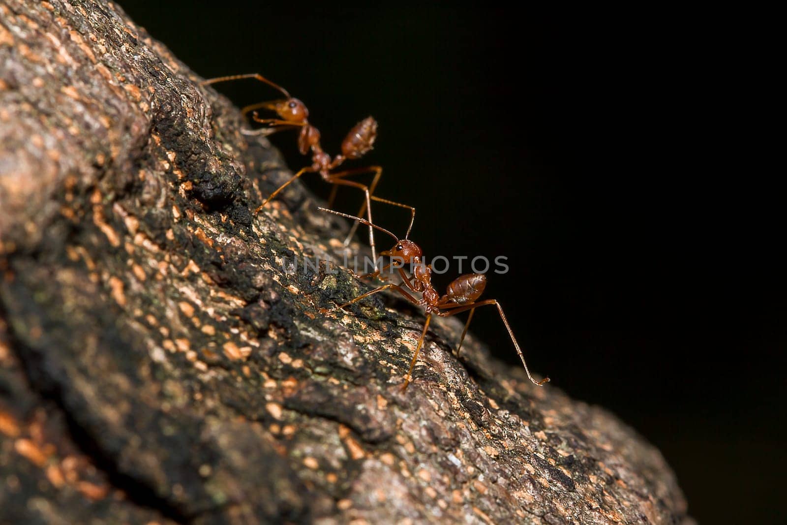 Red ants on the tree, the name of the species Oecophylla smaragdina in the family Formicidae