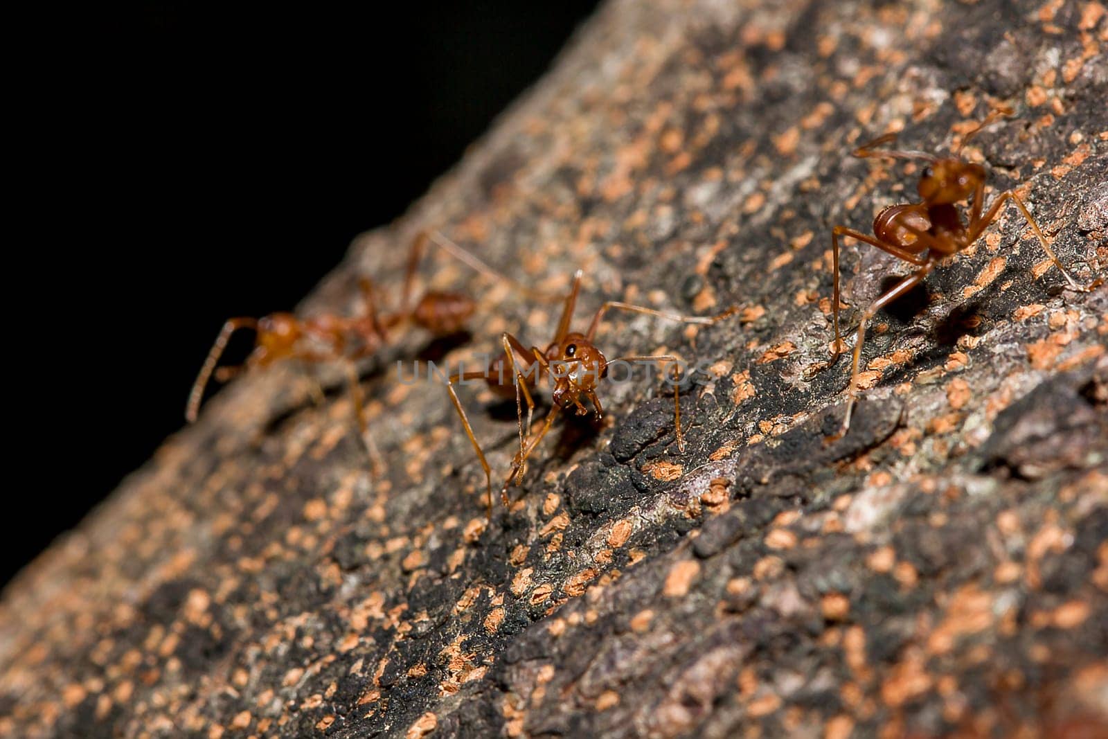 Red ants on the tree by Puripatt