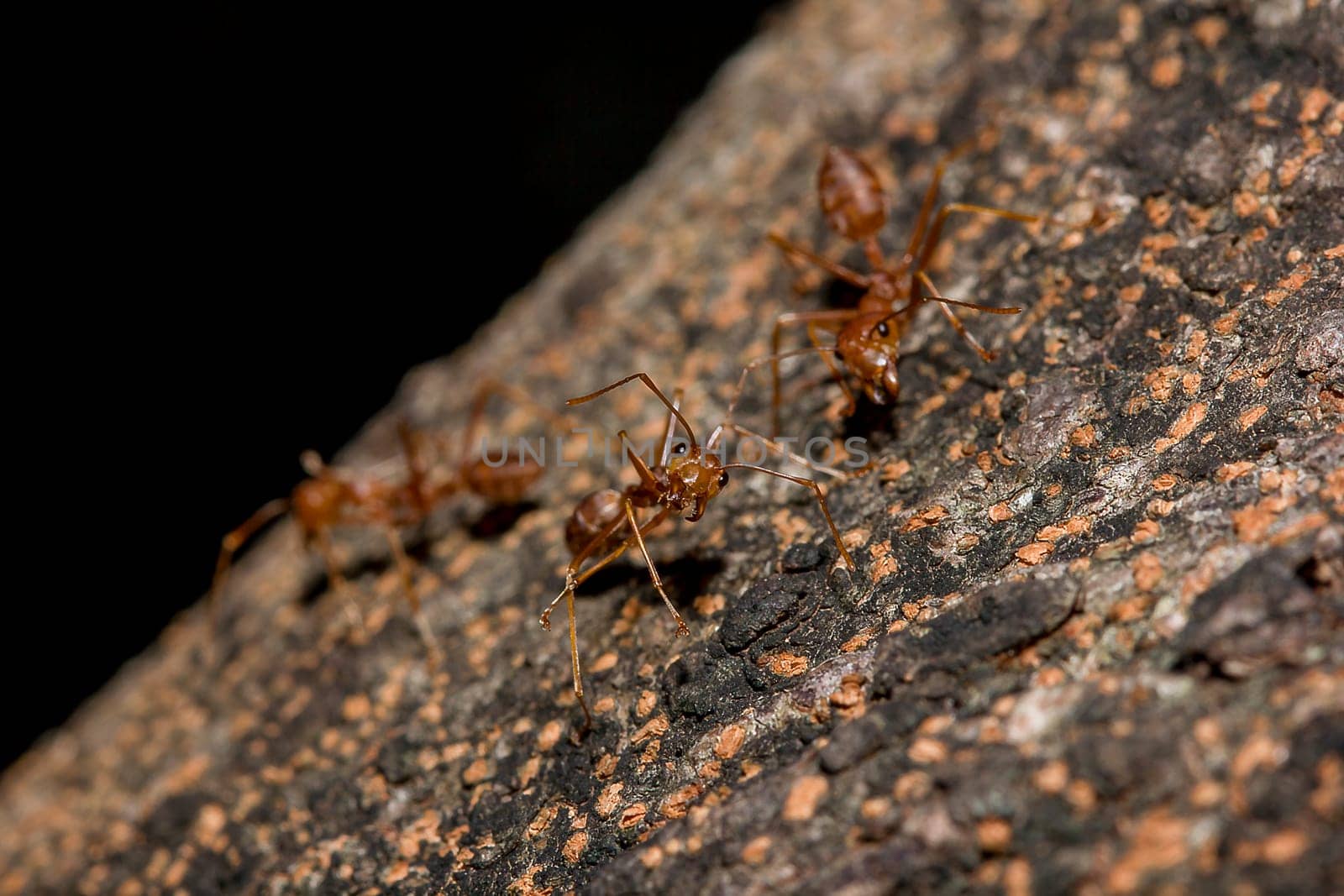 Red ants on the tree, the name of the species Oecophylla smaragdina in the family Formicidae