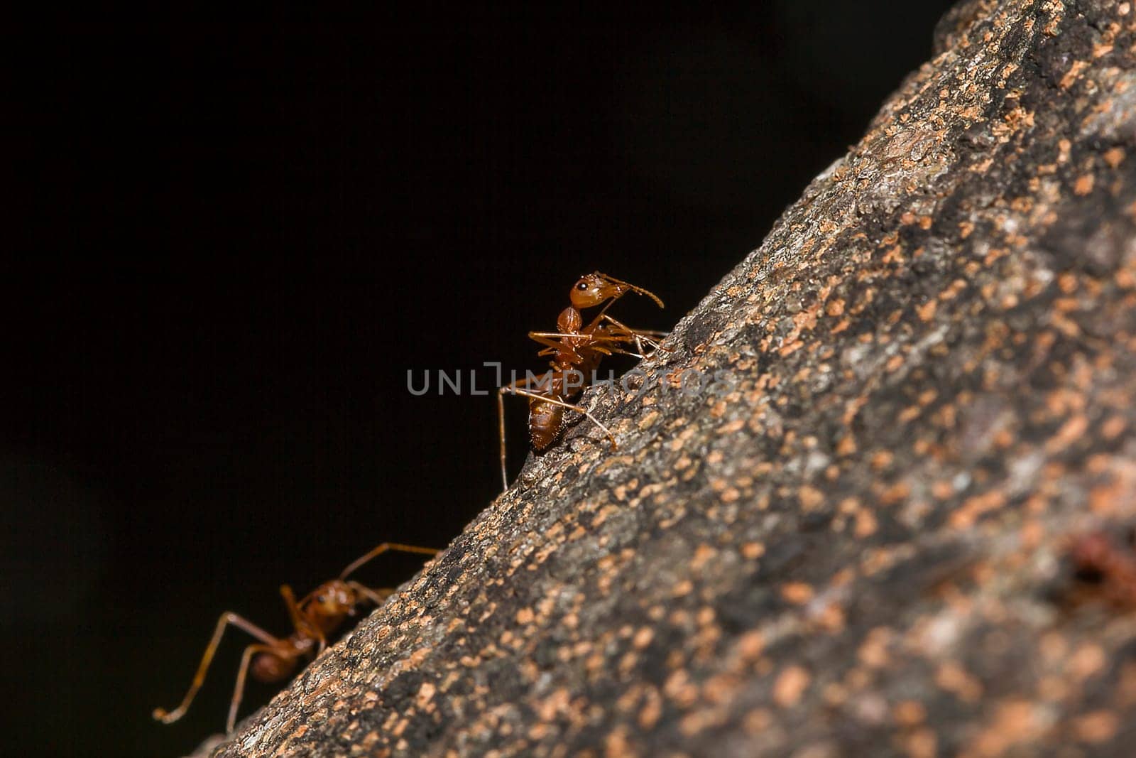 Red ants on the tree, the name of the species Oecophylla smaragdina in the family Formicidae