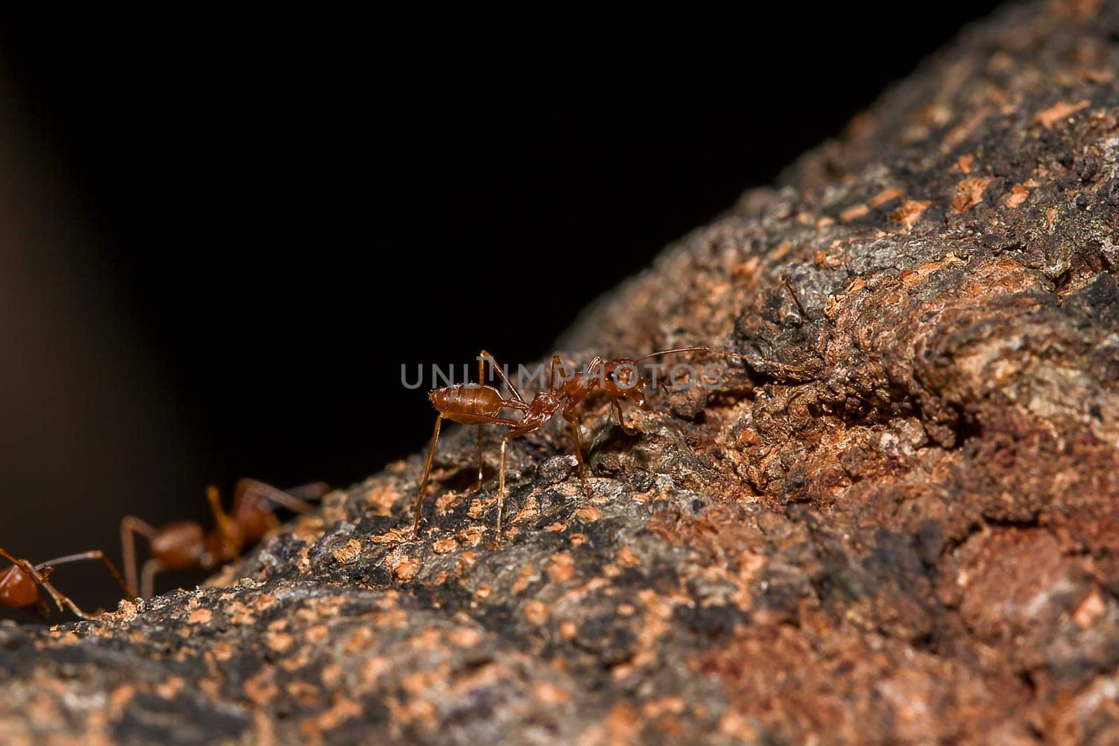 Red ants on the tree, the name of the species Oecophylla smaragdina in the family Formicidae