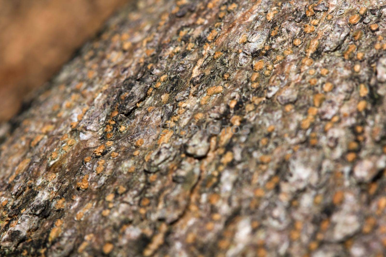 Red ants on the tree, the name of the species Oecophylla smaragdina in the family Formicidae