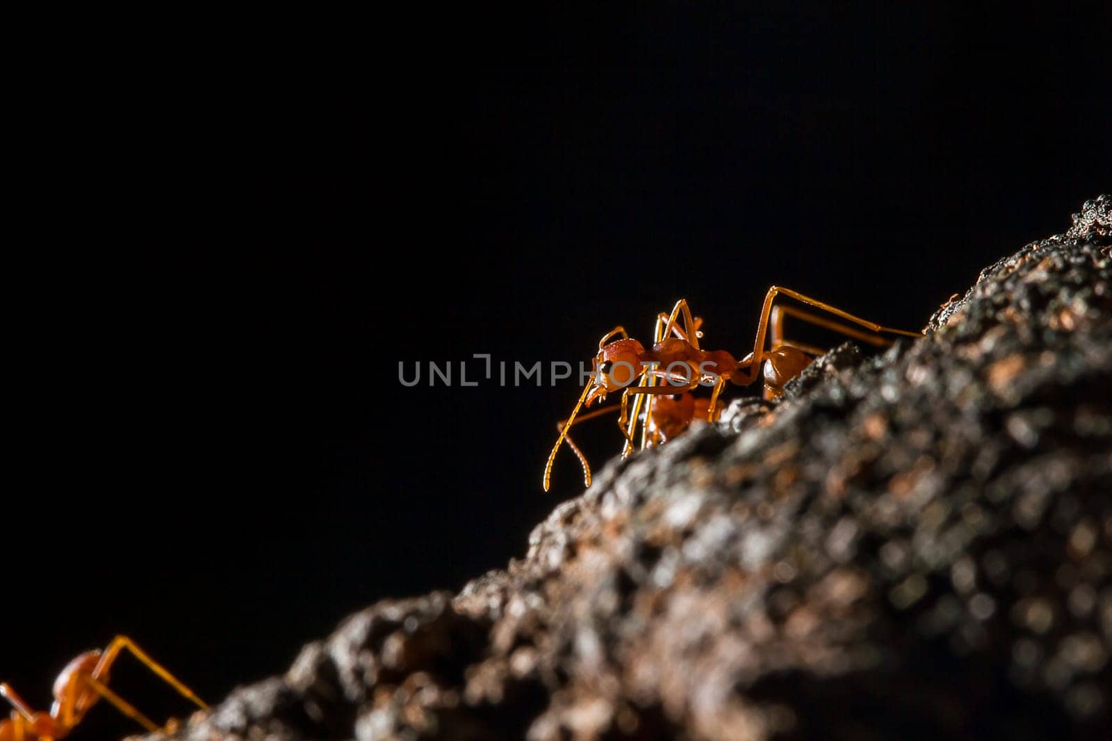 Red ants on the tree, the name of the species Oecophylla smaragdina in the family Formicidae