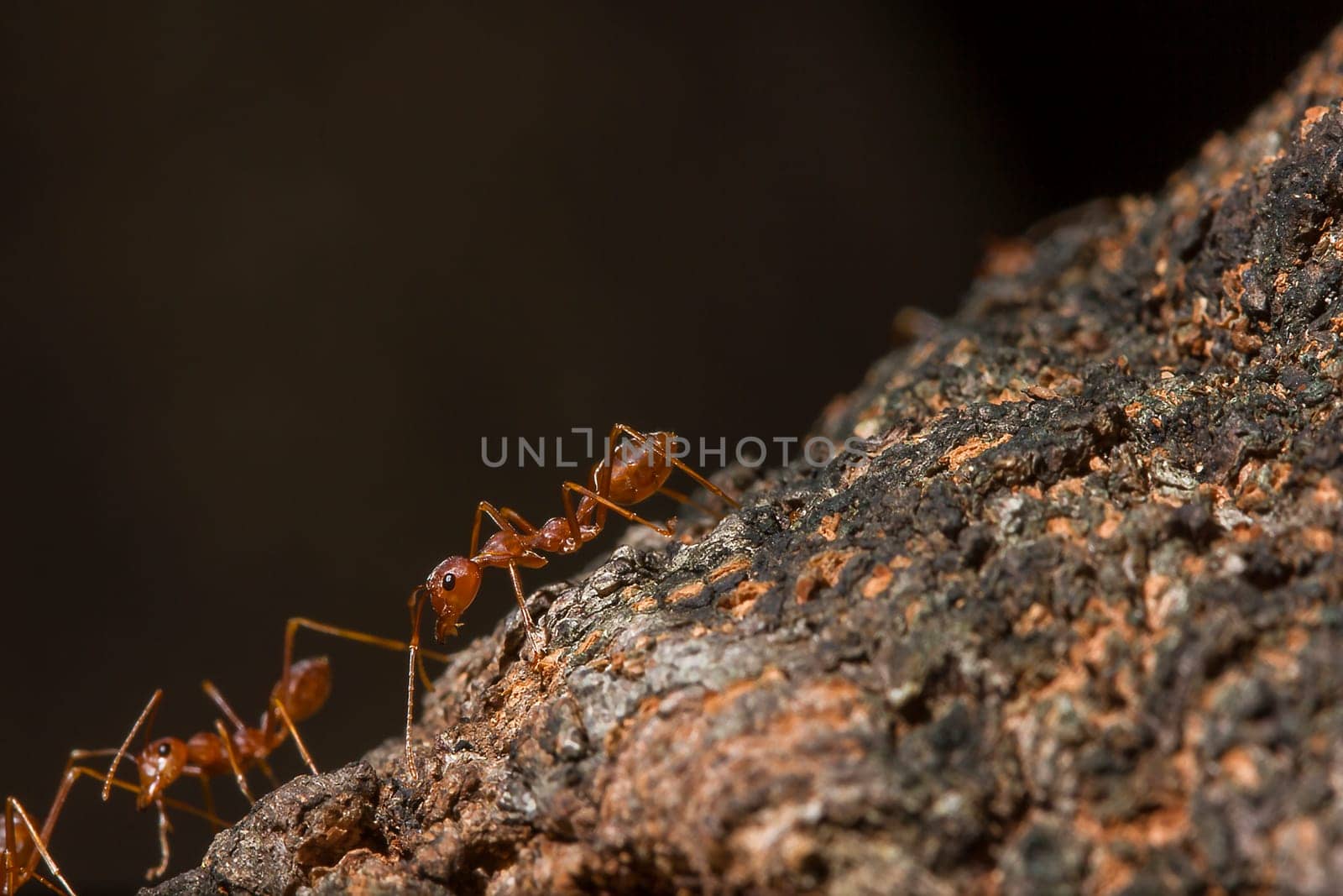 Red ants on the tree, the name of the species Oecophylla smaragdina in the family Formicidae