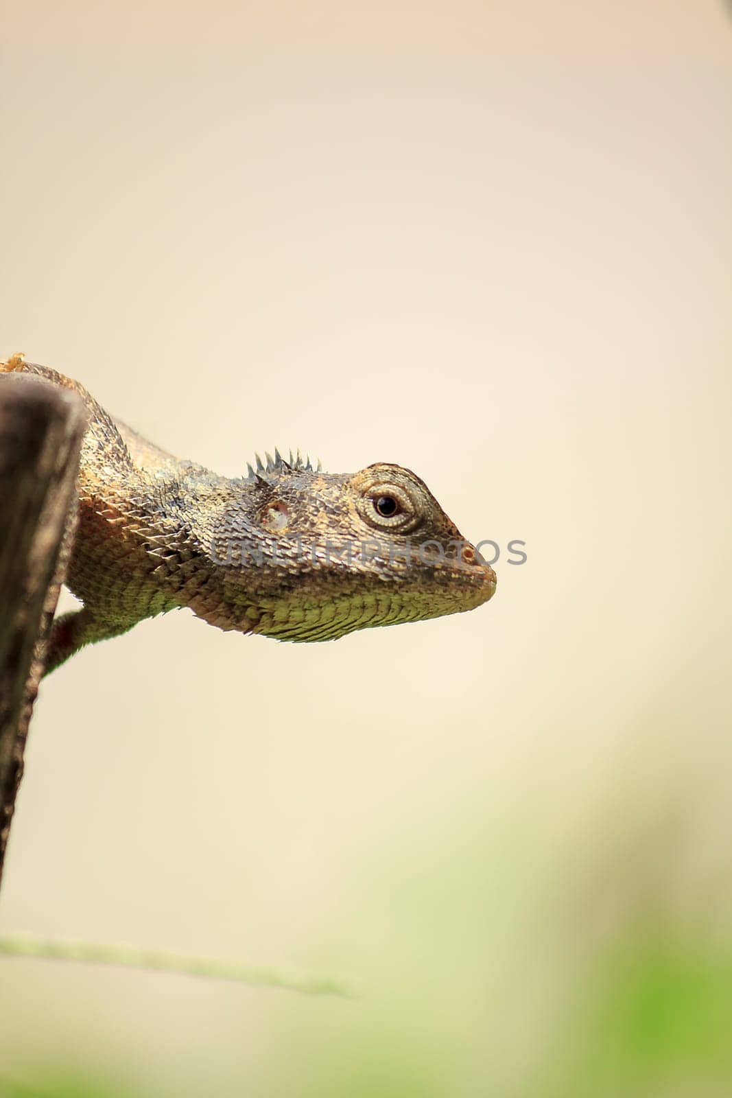 chameleon on the dry wood