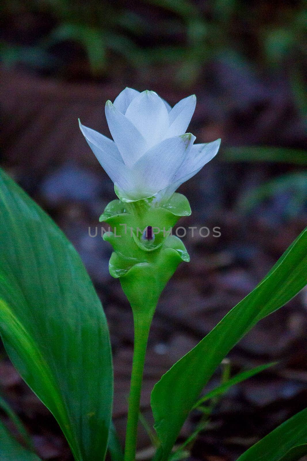 Curcuma sessilis with white flowers